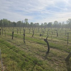 General's Ridge Vineyard & Winery - Grape vines