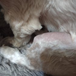 Brackins Pet Grooming