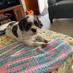 Colchester Veterinary Hospital - Lucy my moms princess