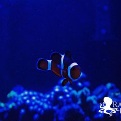 Radiant Reefs Aquarium Cleaning & Maintenance Services - Clownfish