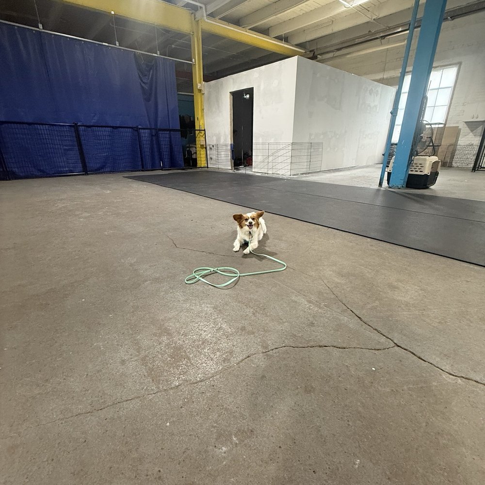 Turning Point Dog Training - Pet Training Near Me - Cleveland, Ohio