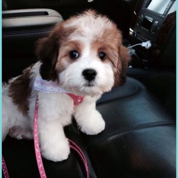 Canine Carousel Pet Salon - Puppy cut - Pet Groomers Near Me - Herndon, Virginia Canine Carousel Pet Salon - Puppy cut - Pet Groomers Near Me - Herndon, Virginia