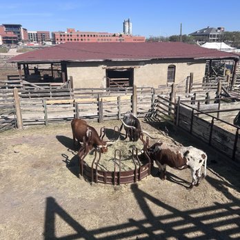 The Stockyards - Longhorns with crazy long horns! - Local Flavor Near Me - Fort Worth, Texas The Stockyards - Longhorns with crazy long horns! - Local Flavor Near Me - Fort Worth, Texas