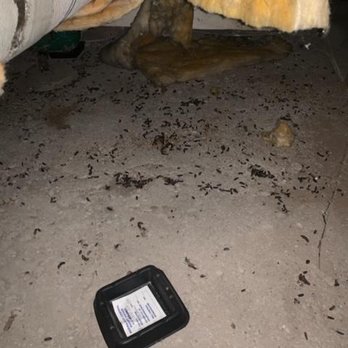 Norcal Rodent Proofing - Rat droppings deep in our crawl space at home. - Pest Control Near Me - Lafayette , California Norcal Rodent Proofing - Rat droppings deep in our crawl space at home. - Pest Control Near Me - Lafayette , California