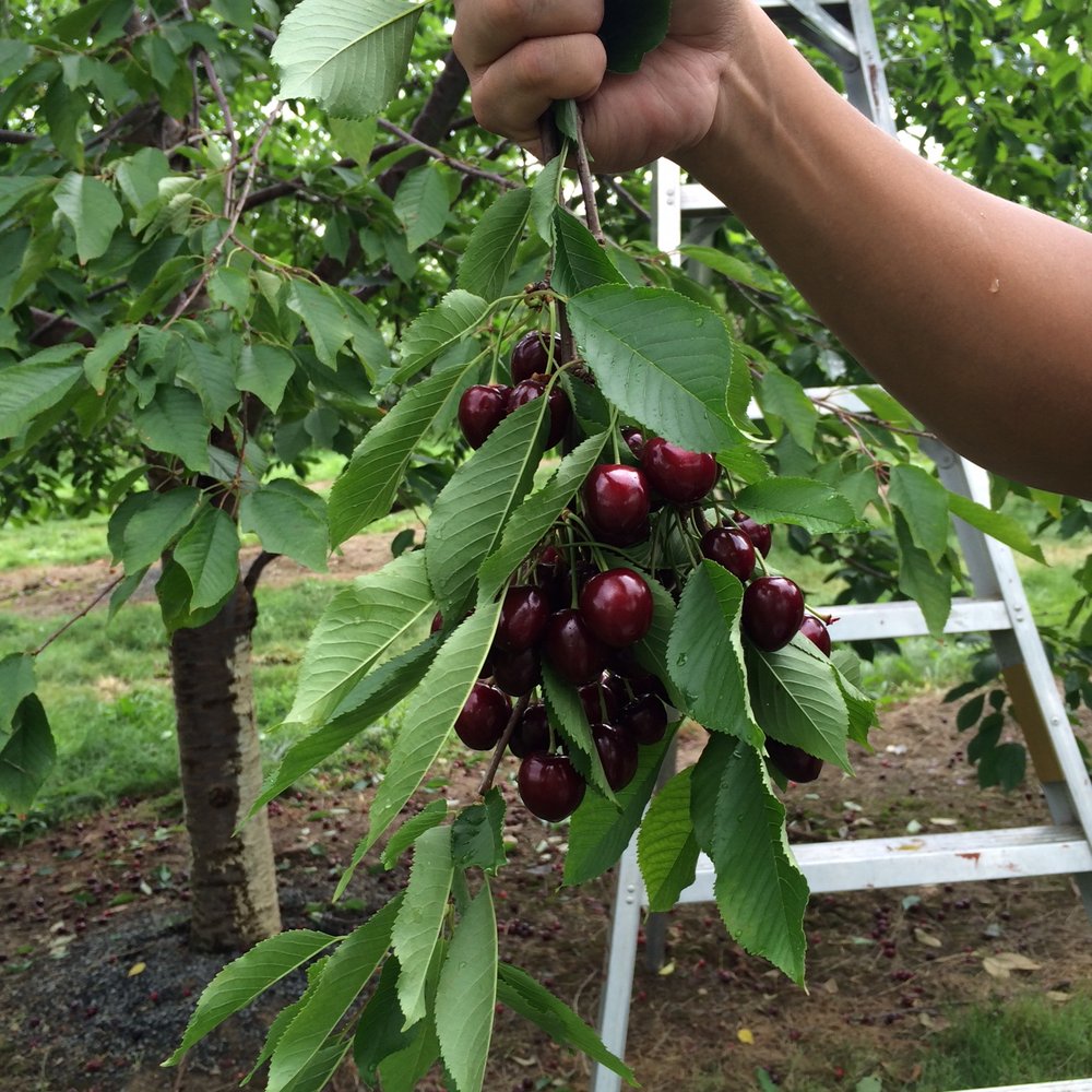 Gulick's Orchard - Black Cherries - Local Flavor Near Me - Bangor, Pennsylvania Gulick's Orchard - Black Cherries - Local Flavor Near Me - Bangor, Pennsylvania