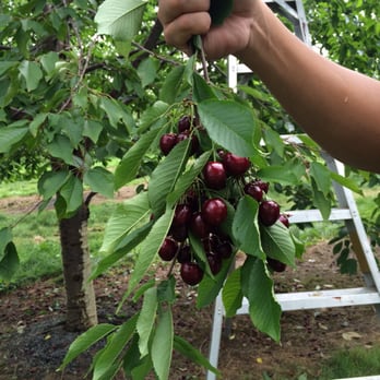 Gulick's Orchard - Black Cherries - Local Flavor Near Me - Bangor, Pennsylvania