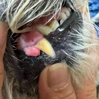 Rancho Mobile Veterinary Services - Skin tag removed teeth cleaned! Amazing very happy with quality of service! - Veterinarians Near Me - Rancho Cucamonga, California