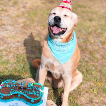 Biscotti Hound Dog Biscuit Bakery - Pet Stores Near Me - Denver, Colorado
