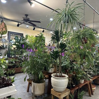 Plantlush - Nurseries & Gardening Near Me - San Jose, California Plantlush - Nurseries & Gardening Near Me - San Jose, California