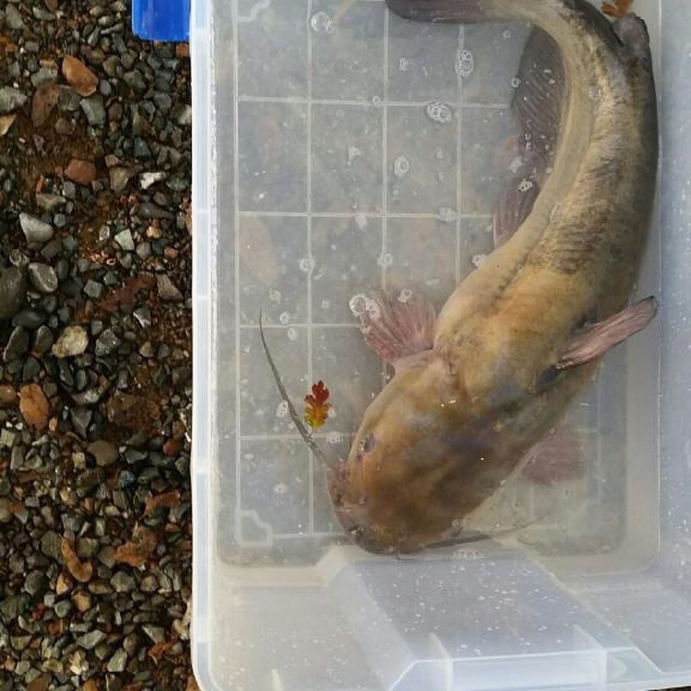 Indian Beach Resort - Biggest caught of the day. - Hotels Near Me - Glenhaven, California Indian Beach Resort - Biggest caught of the day. - Hotels Near Me - Glenhaven, California
