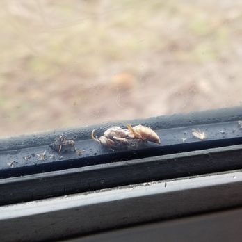 Hoosac Valley Train Ride - Didn't like the dead bugs stuck in the window. Hopefully they can figure out how to clean it out - Train Stations Near Me - Adams, Massachusetts
