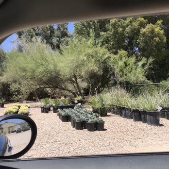 Bach's Cactus Nursery - Nurseries & Gardening Near Me - Tucson, Arizona