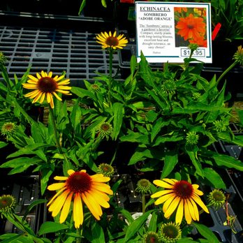Claire's Garden Center - Cone flowers/ Pollinators! -  -  -  6/28/2026 - Nurseries & Gardening Near Me - Patterson, New York