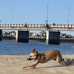 Nikki’s Kinetic K9 Training - Luci enjoying her off leash freedom!