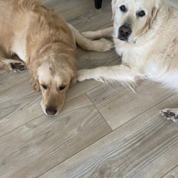 K9 Resorts - Mount Pleasant