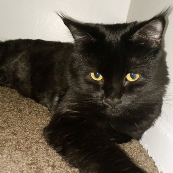 Tailwaggers of AV - Bruce Wayne (Batman) - Pet Groomers Near Me - Lancaster, California Tailwaggers of AV - Bruce Wayne (Batman) - Pet Groomers Near Me - Lancaster, California