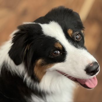 Dream Pet Grooming  - Bindy looking cute! - Pet Groomers Near Me - Irvine, California