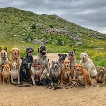 Dogs Gone Sane - Pet Training Near Me Dogs Gone Sane - Pet Training Near Me