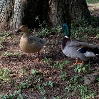 Audubon Park - Parks Near Me - New Orleans, Louisiana Audubon Park - Parks Near Me - New Orleans, Louisiana