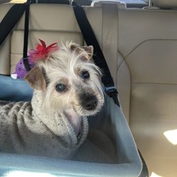 My dog after being groomed at Lavish Life Pet Grooming. My dog after being groomed at Lavish Life Pet Grooming.