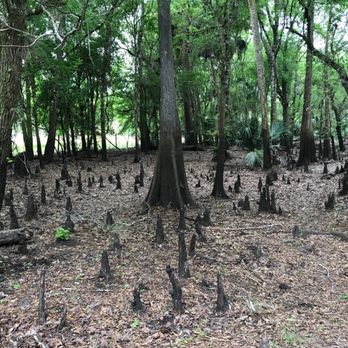 Seminole County-Econ River Wilderness Area - Parks Near Me - Oviedo, Florida Seminole County-Econ River Wilderness Area - Parks Near Me - Oviedo, Florida