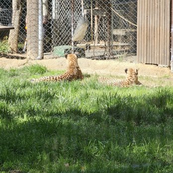 Sac Zoo - Cheetahs observing workers - Zoos Near Me - Sacramento, California Sac Zoo - Cheetahs observing workers - Zoos Near Me - Sacramento, California