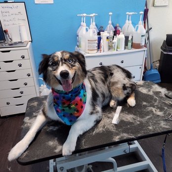A Pups Dream Dog Grooming - Pet Groomers Near Me - Long Beach, California