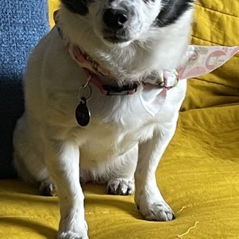Kaycee's Pet & Groom - Trixie! - Pet Groomers Near Me - San Leandro, California Kaycee's Pet & Groom - Trixie! - Pet Groomers Near Me - San Leandro, California