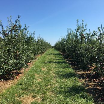 Homestead Farm - Lots of apple groves - Fruits & Veggies Near Me - Poolesville, Maryland