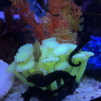 Beyond the Reef - Seahorses! - Local Fish Stores Near Me - Schaumburg, Illinois