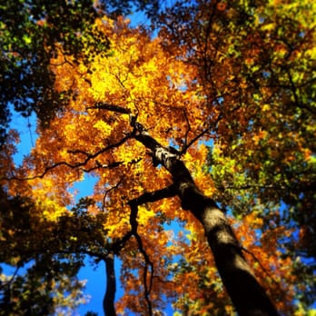 Big Trees Forest Preserve - Fall - Parks Near Me - Atlanta, Georgia