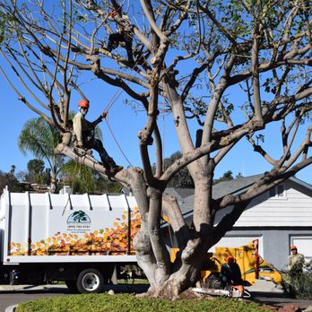 MSE Landscape Professionals - Tree Services Near Me - Escondido, California