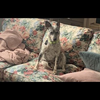 God's Dog Rescue - Galaxy sitting like a person on our couch. - Pet Adoption Near Me
