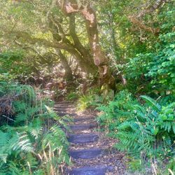 Indian Beach - The hiking trail back to Heart's Desire Beach