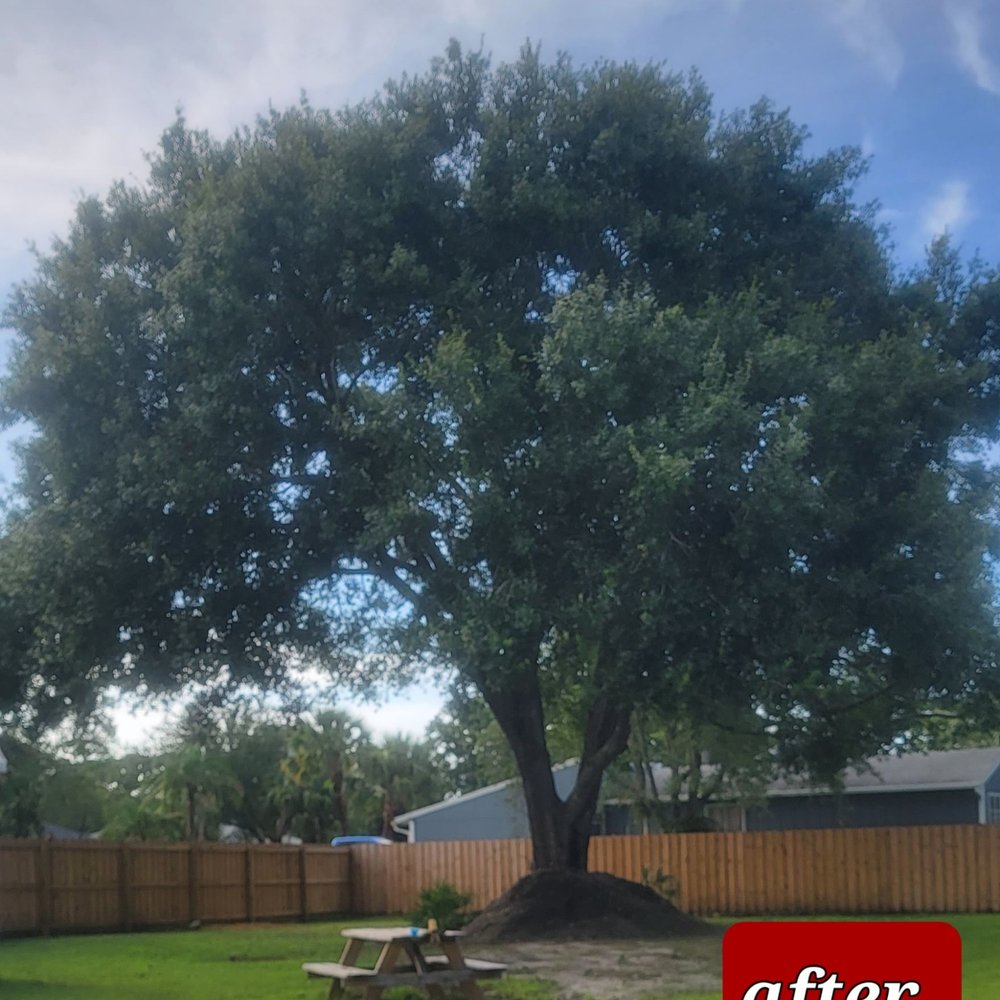 2 Tree Fellers - Oak tree after - Tree Services Near Me
