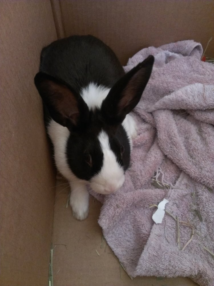 BEST PETS LTD Updated September 2024 25 Reviews 939 Main St