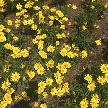 The Flower Fields - beautiful - Venues & Event Spaces Near Me - Carlsbad, California The Flower Fields - beautiful - Venues & Event Spaces Near Me - Carlsbad, California