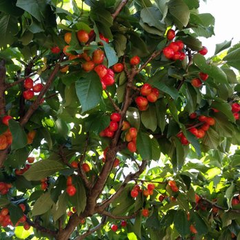 Pease Ranch - Fruits & Veggies Near Me - Brentwood, California Pease Ranch - Fruits & Veggies Near Me - Brentwood, California