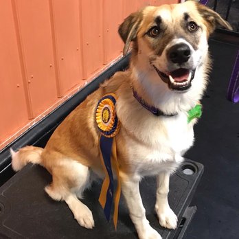 Central Bark Doggy Day Care - Sheena Gael - Pet Groomers Near Me - Gurnee, Illinois Central Bark Doggy Day Care - Sheena Gael - Pet Groomers Near Me - Gurnee, Illinois