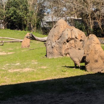Houston Zoo - Zoos Near Me - Houston, Texas Houston Zoo - Zoos Near Me - Houston, Texas