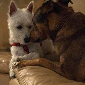 Camp Ruff Ruff - Pet Training Near Me - Staten Island, New York