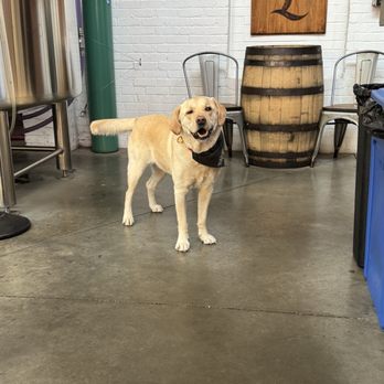 Liability Brewing Company - Tom, the owners good boi - Breweries Near Me - Greenville, South Carolina Liability Brewing Company - Tom, the owners good boi - Breweries Near Me - Greenville, South Carolina