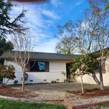 Barragan Tree Service - Holly tree gone, maple layered - Tree Services Near Me Barragan Tree Service - Holly tree gone, maple layered - Tree Services Near Me
