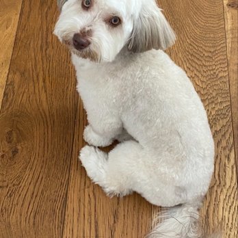 The Pawsitive Mobile Groomer - Pet Groomers Near Me The Pawsitive Mobile Groomer - Pet Groomers Near Me