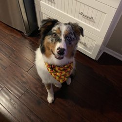 Diamond Pet Salon
