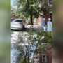 Photo of Maguire's Tree Service