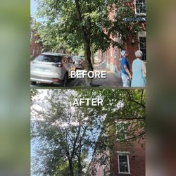 Maguire's Tree Service