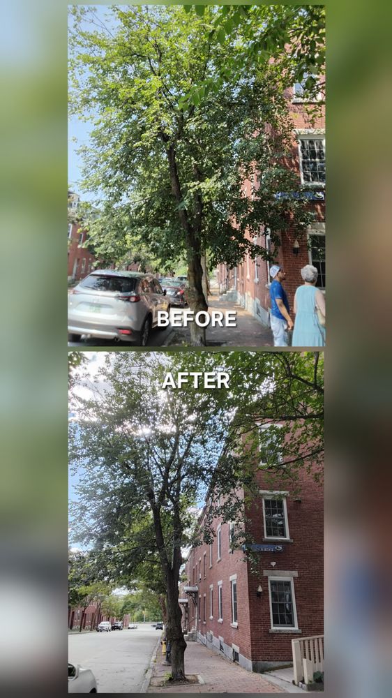 Maguire's Tree Service - tree service in Manchester, NH