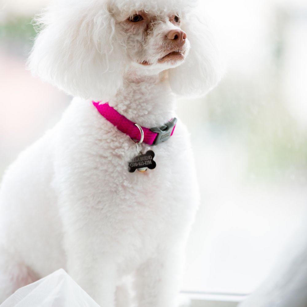 Happy Tails Dog Spa - Pet Groomers Near Me - Torrance, California