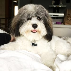 Dog Grooming By Rachel on Yelp